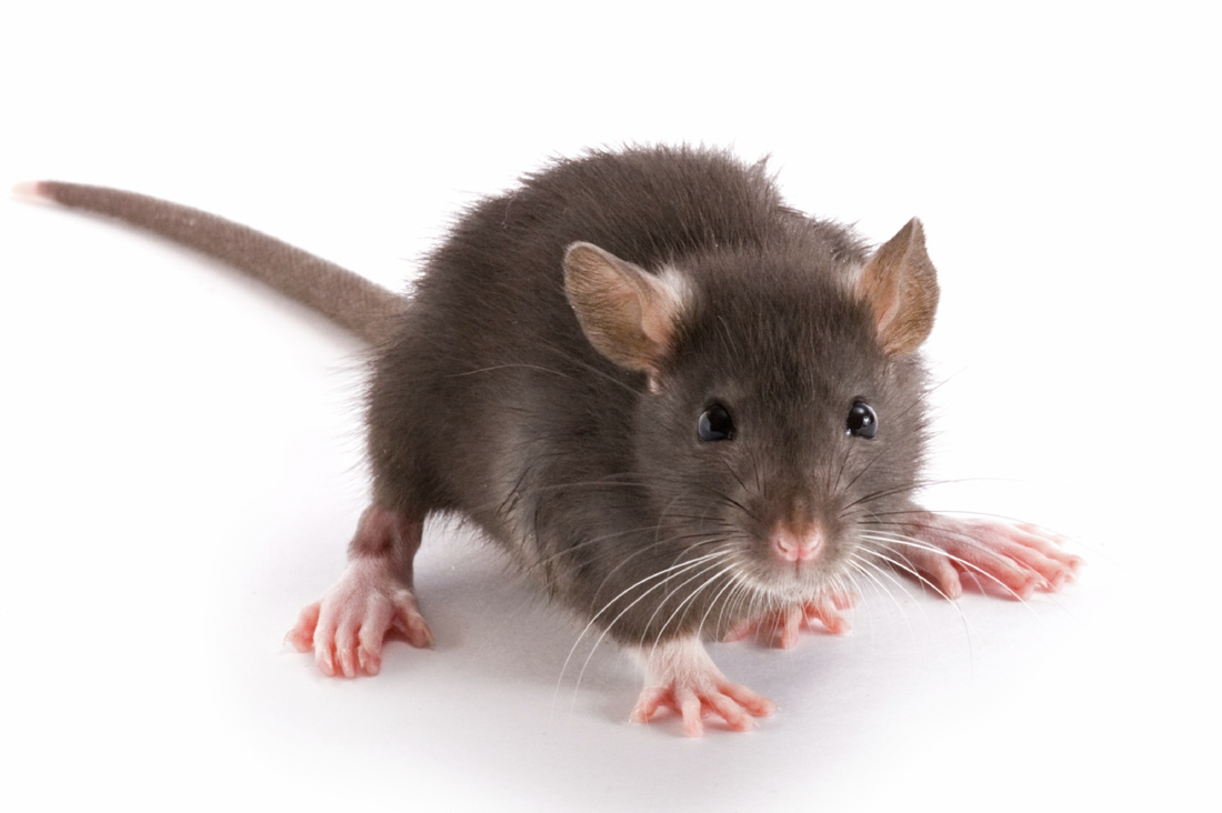 Pest Control Treatment for Rodents 