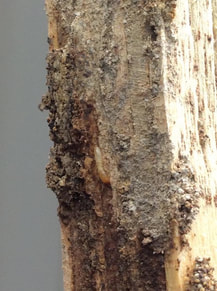 Termite damage in Murwillumbah property