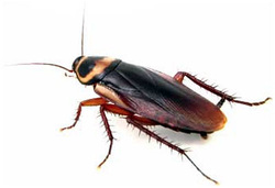 Pest Control Treatment for cockroaches