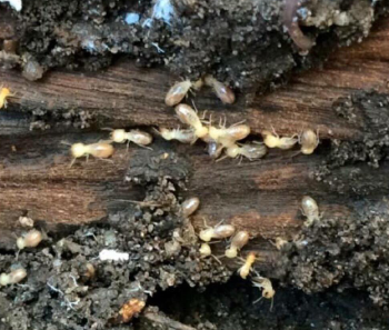 Chinderah Termite Management